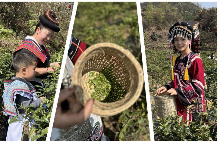 民革吉林省委会举办采茶节 助力昆寨乡村振兴